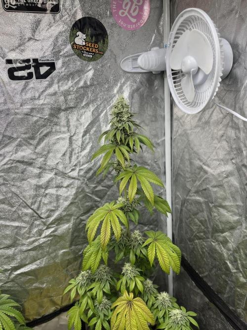 Barcelona Puff. Seedstockers. Week 11