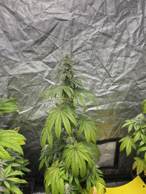 Barcelona Puff. Seedstockers. Week 11