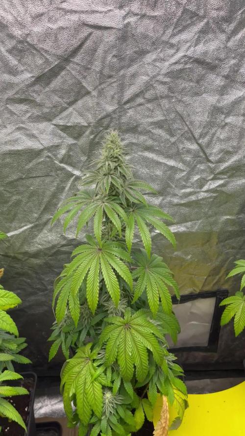 Barcelona Puff. Seedstockers