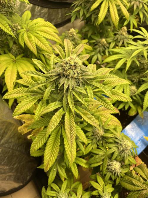 Fishy Zoap. Seedstockers. Week 11