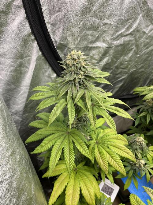 Fishy Zoap. Seedstockers. Week 11