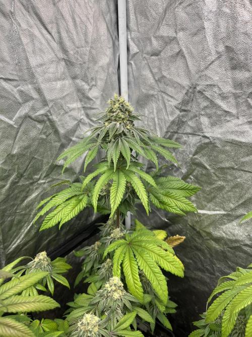 Fishy Zoap. Seedstockers. Week 11