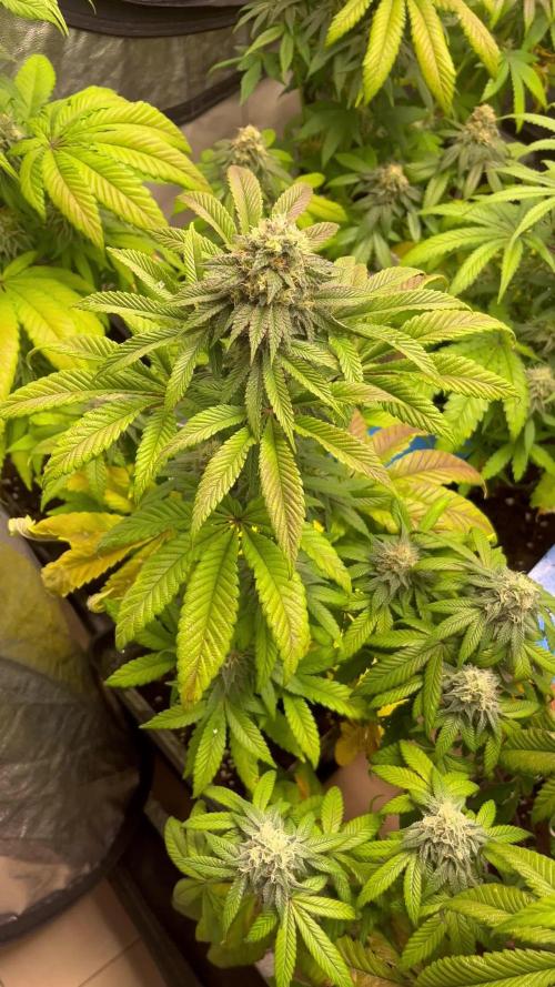 Fishy Zoap. Seedstockers