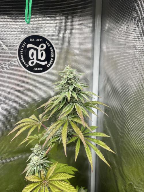 Pink Sunset. Silentseeds. Week 11