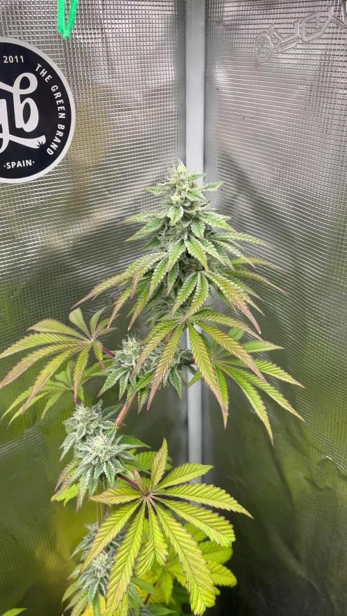 Pink Sunset. Silentseeds