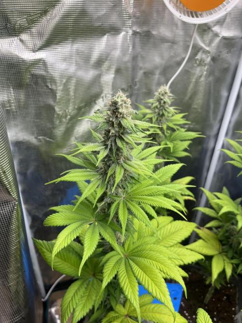 Kiwi x Papaya. Mavericks Genetics. Week 11
