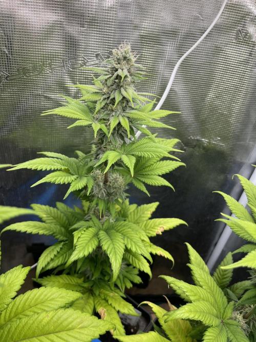 Kiwi x Papaya. Mavericks Genetics. Week 11