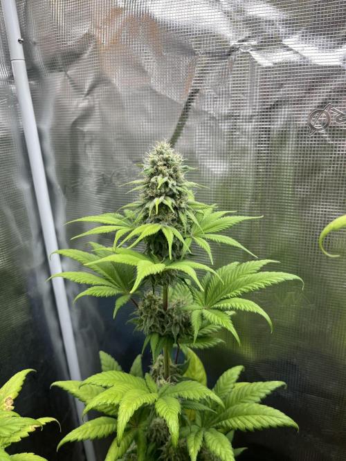 Kiwi x Papaya. Mavericks Genetics. Week 11