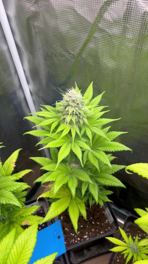 Kiwi x Papaya. Mavericks Genetics