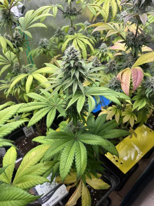 Green Gelato. RoyalQueenSeeds. Week 11