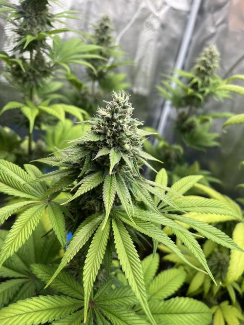 Green Gelato. RoyalQueenSeeds. Week 11