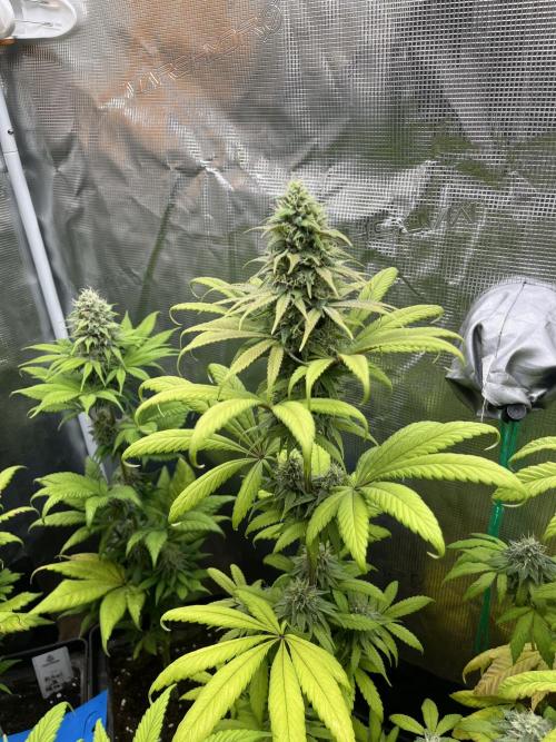 Green Gelato. RoyalQueenSeeds. Week 11