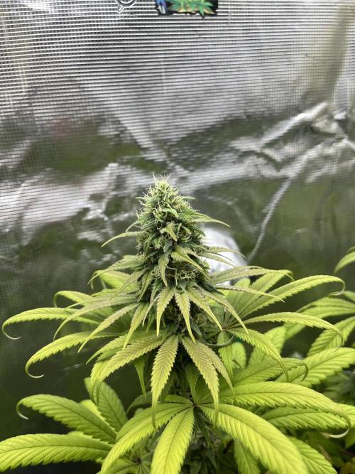 Green Gelato. RoyalQueenSeeds. Week 11