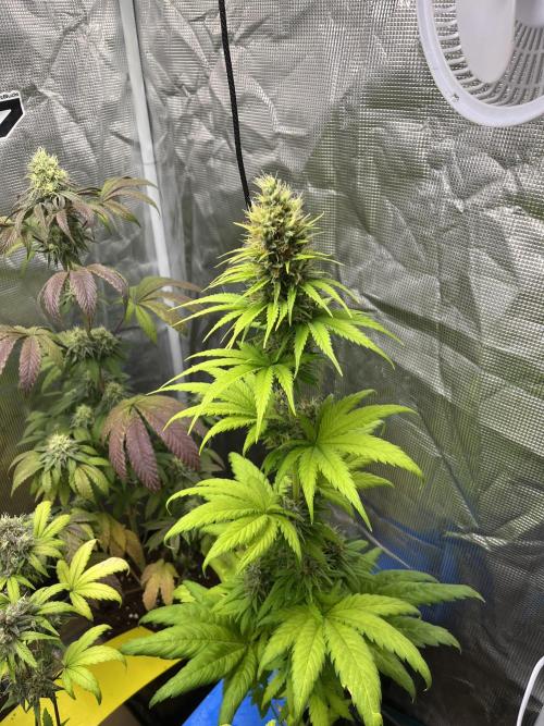 Green Gelato. RoyalQueenSeeds. Week 11