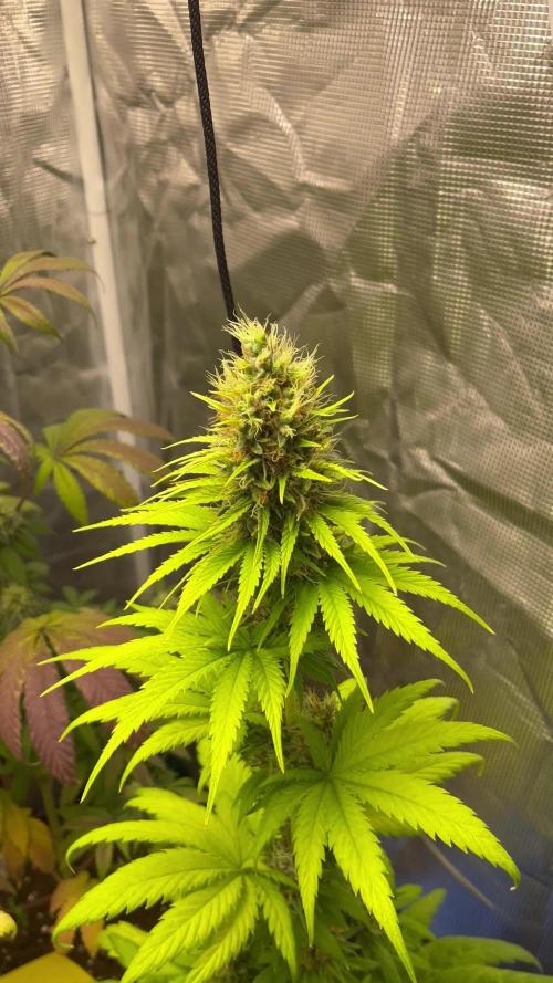 Green Gelato. RoyalQueenSeeds