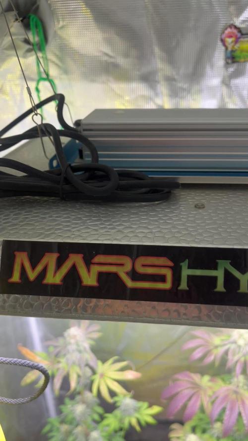 GG4. MSNL