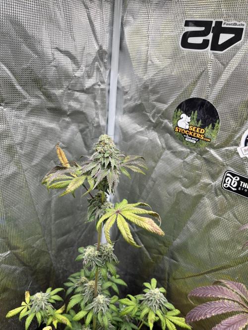 Papayton. Fastbuds. Week 12