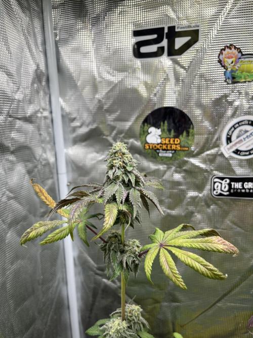 Papayton. Fastbuds. Week 12