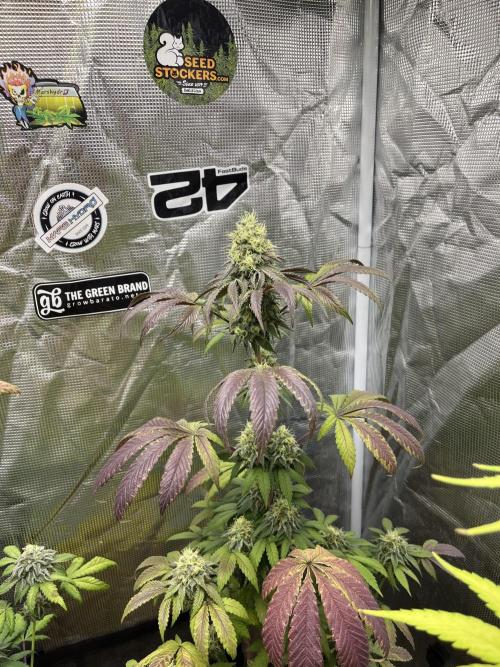 Papayton. Fastbuds. Week 12