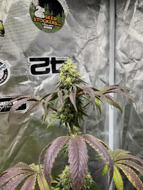 Papayton. Fastbuds. Week 12