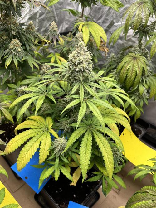 Gomu Gomu Mango. HighBreed. Week 12