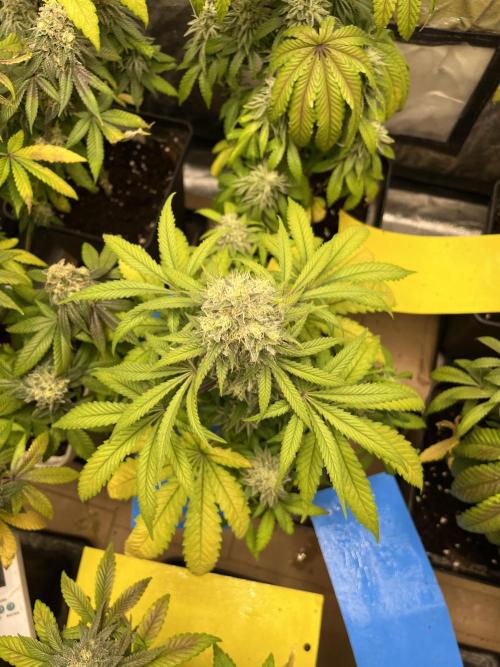 Gomu Gomu Mango. HighBreed. Week 12