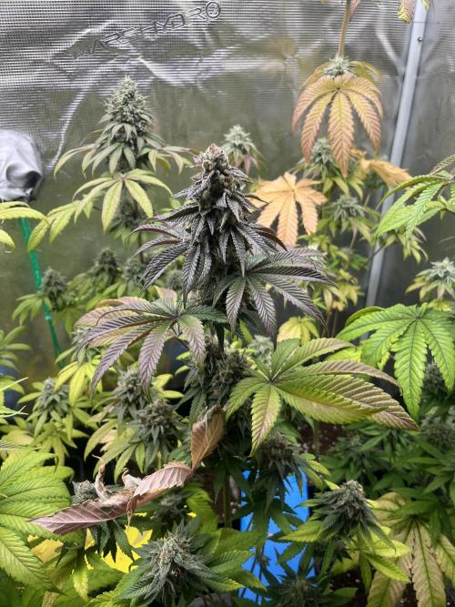 Drizl Pickl. Seedstockers. Week 12