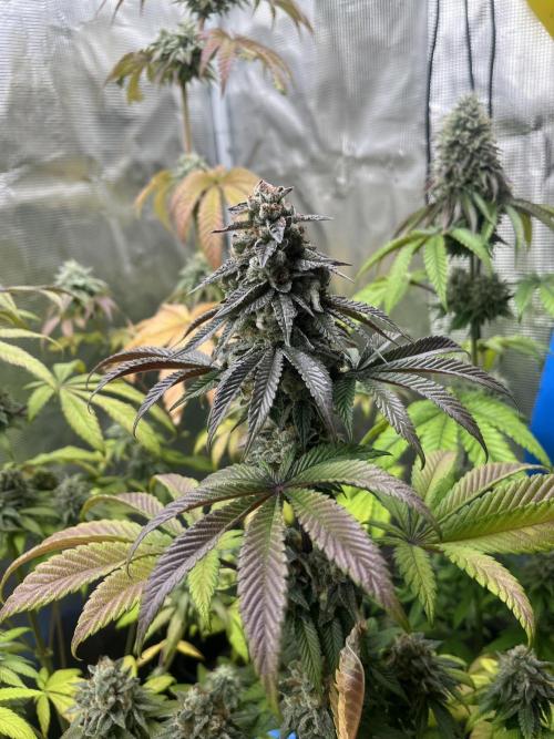 Drizl Pickl. Seedstockers. Week 12