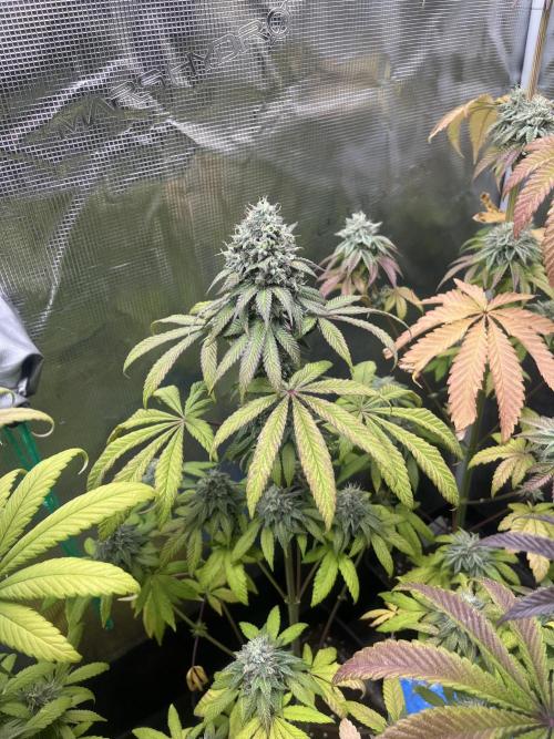 Drizl Pickl. Seedstockers. Week 12