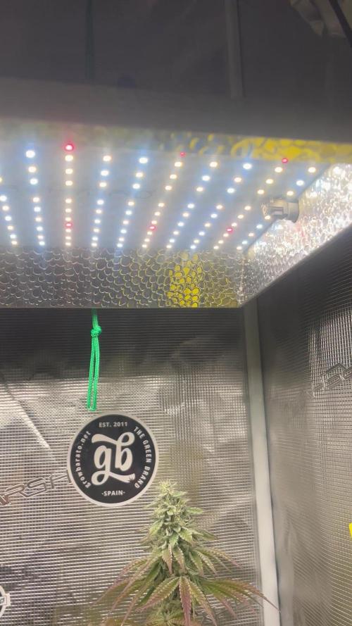 Drizl Pickl. Seedstockers