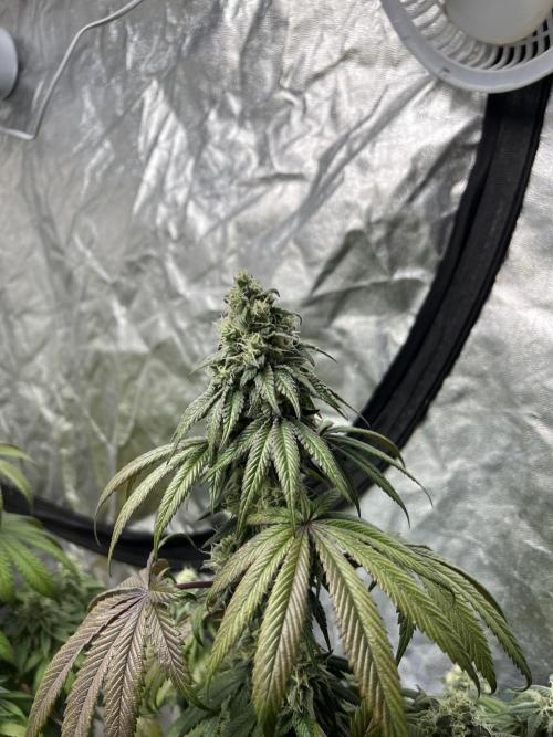 Barcelona Puff. Seedstockers. Week 12