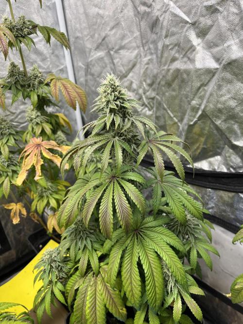 Barcelona Puff. Seedstockers. Week 12