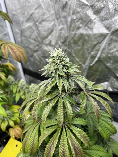 Barcelona Puff. Seedstockers. Week 12