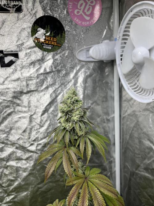 Barcelona Puff. Seedstockers. Week 12