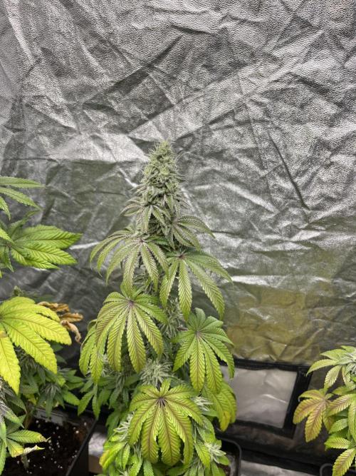 Barcelona Puff. Seedstockers. Week 12