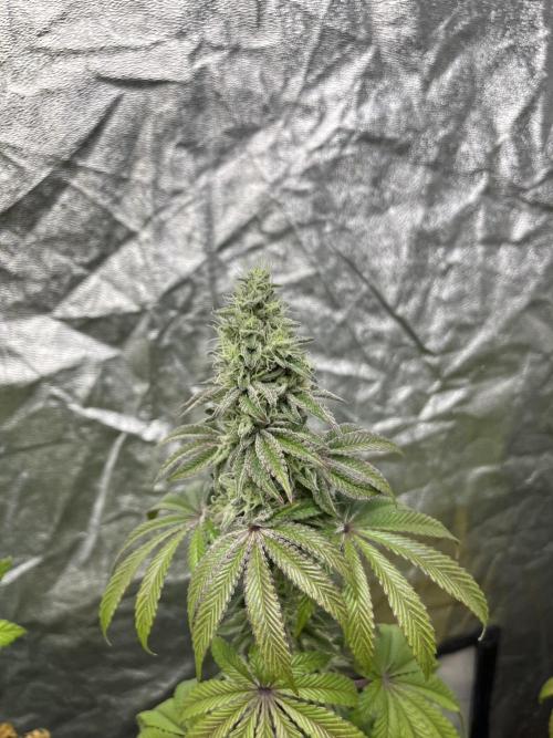 Barcelona Puff. Seedstockers. Week 12