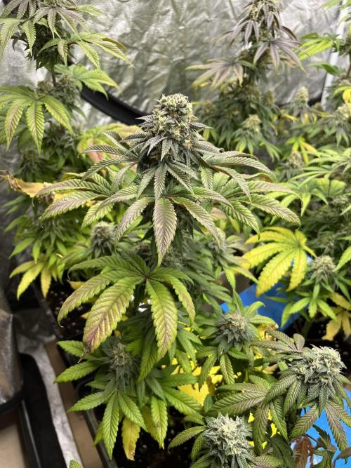 Fishy Zoap. Seedstockers. Week 12