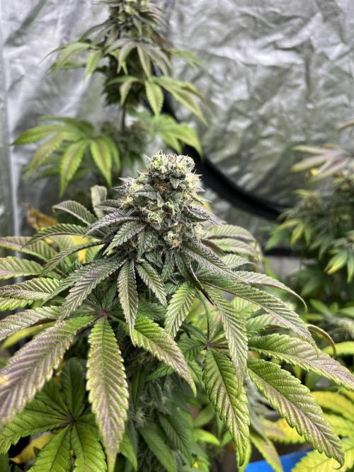 Fishy Zoap. Seedstockers. Week 12