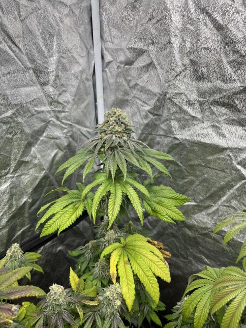 Fishy Zoap. Seedstockers. Week 12