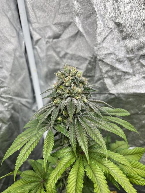 Fishy Zoap. Seedstockers. Week 12