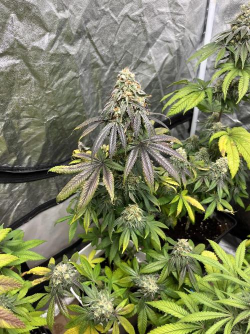 Fishy Zoap. Seedstockers. Week 12