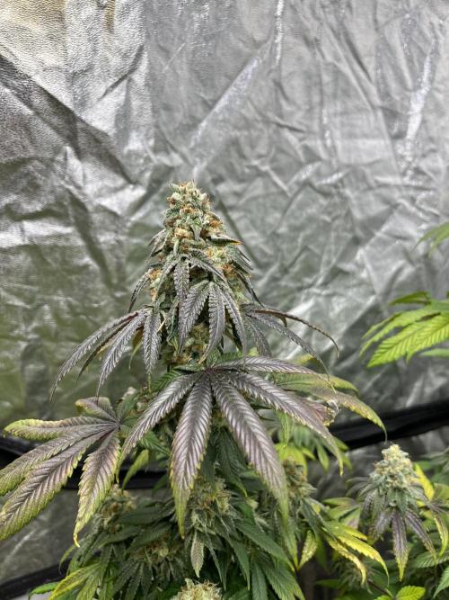 Fishy Zoap. Seedstockers. Week 12