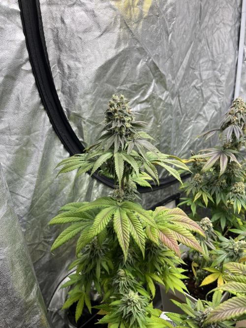 Fishy Zoap. Seedstockers. Week 12