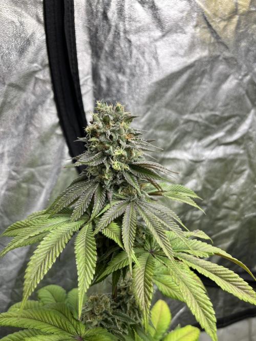 Fishy Zoap. Seedstockers. Week 12