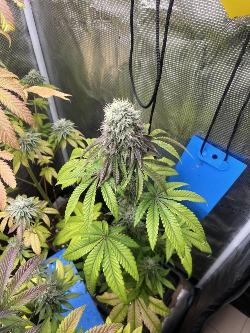 Pink Sunset. Silentseeds. Week 12