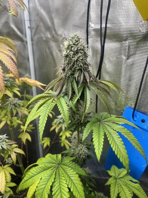 Pink Sunset. Silentseeds. Week 12