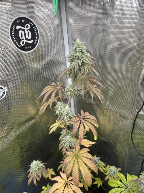 Pink Sunset. Silentseeds. Week 12