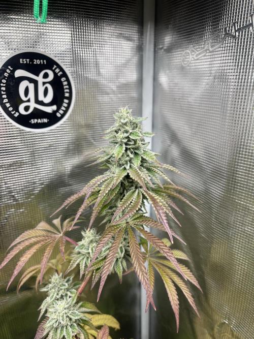 Pink Sunset. Silentseeds. Week 12