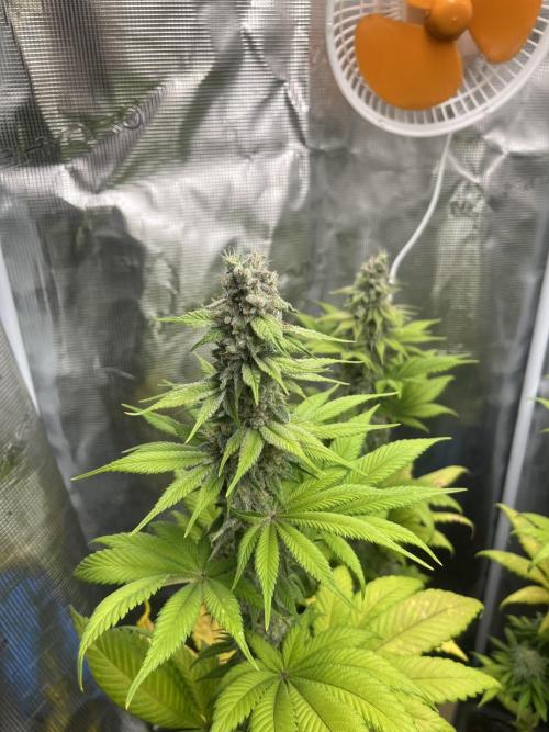 Kiwi x Papaya. Mavericks Genetics. Week 12