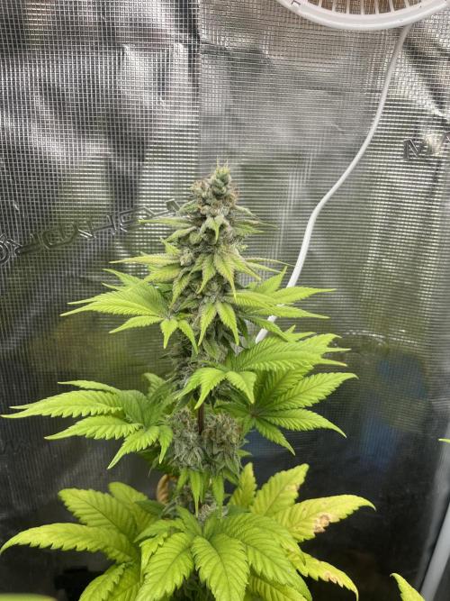 Kiwi x Papaya. Mavericks Genetics. Week 12